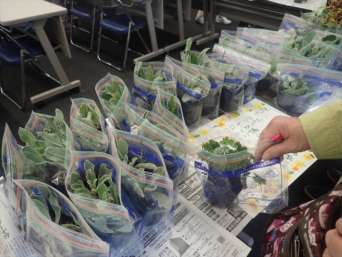 1つずつ丁寧に梱包された苗