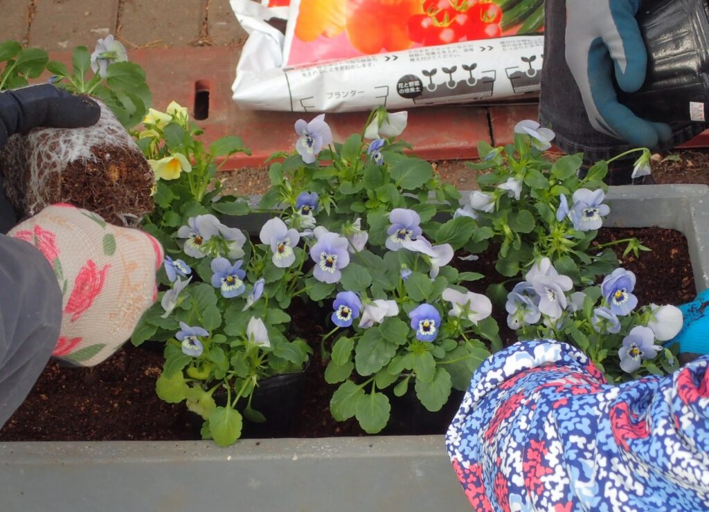 寄せ植えづくり