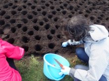 球根を植えているところ