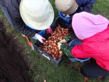 たくさんのチューリップの球根