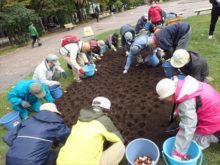 球痕植えの様子