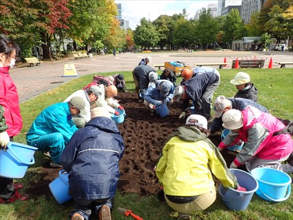 西７丁目花壇で球痕植えをしているところ
