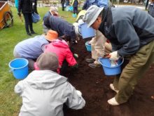 球痕植えの様子