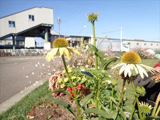 百合が原駅前の花壇