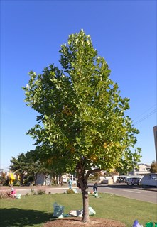 ユリノキの画像