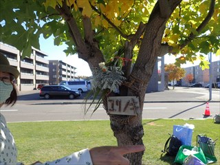 ユリノキにかけられたスワッグ