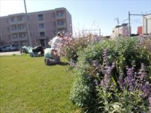 ガウラの咲いている様子