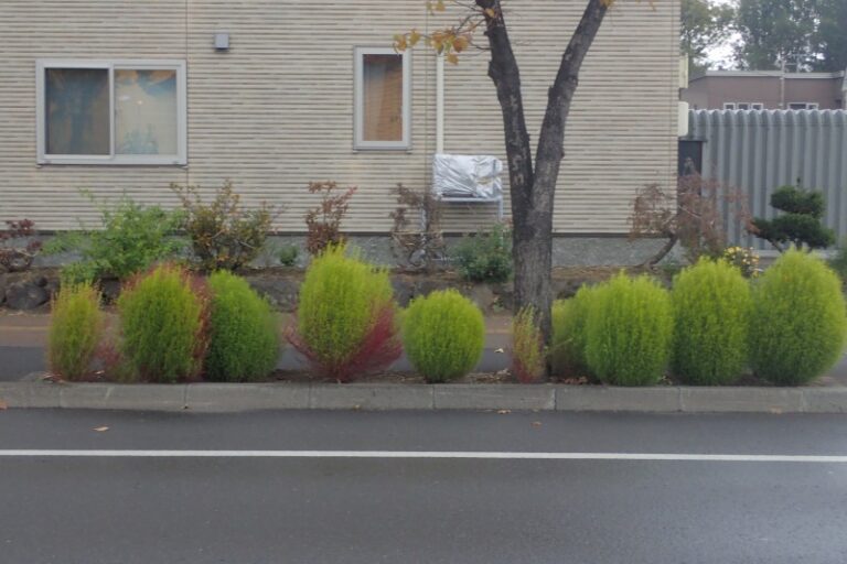 六番通りのコキア