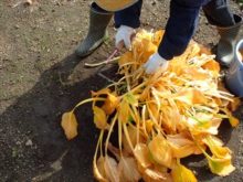 ギボウシの刈り取り