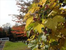 ノブドウの色づき