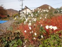 シュウメイギクの花