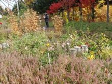 秋の宿根草花壇の様子