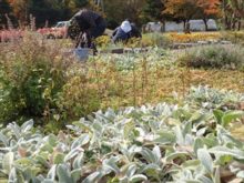 ラムズイヤーの葉と片付けの様子