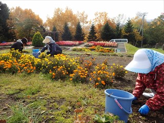 花壇の片づけをしているところ