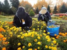 マリーゴールドの片付けの様子