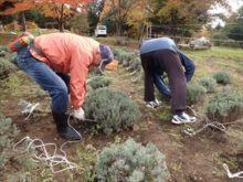 ラベンダーのふゆ囲いの様子