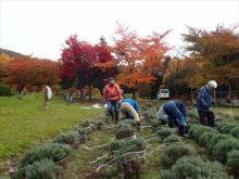 ラベンダーの雪囲いの様子