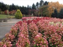 ベゴニアの植え込み