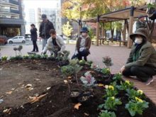 パンジーとハボタンを並べているところ