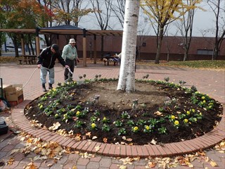 パンジーを植えおえたところ