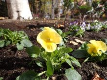 黄色のパンジー