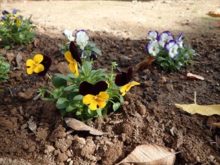 カラフルなビオラ