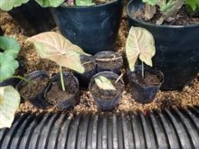 観葉植物の増やした苗