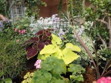 持ち寄った苗で作った寄植え