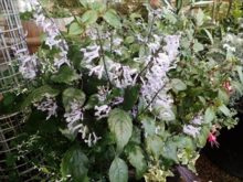 プレクトランサス・モナラベンダー