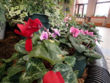 シクラメンの花