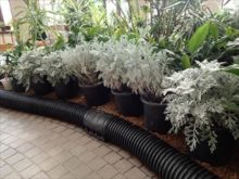 室内に取り込まれたシロタエギク