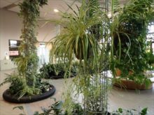 観葉植物で飾られているサンルームの様子