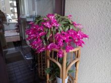 マンション入口の花