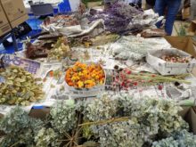 育てた植物のドライフラワー