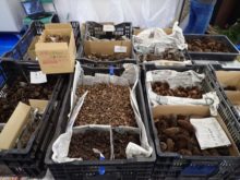 たくさんの種類の木の実