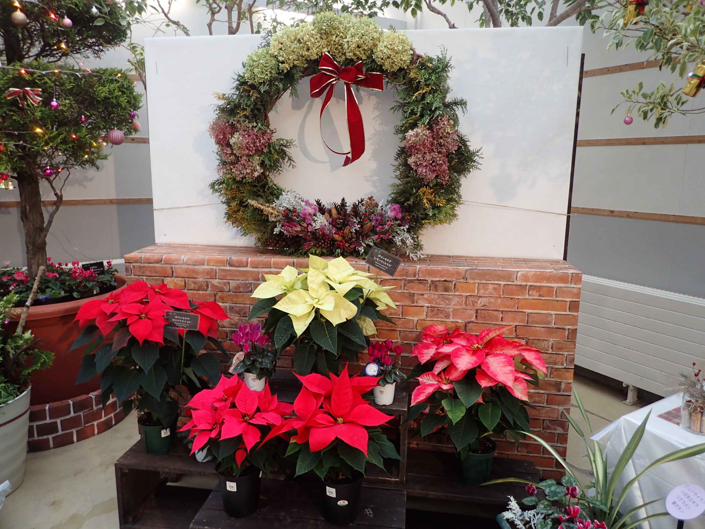 ボランティアさんが協力して制作した大きなリースとポインセチア