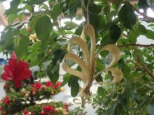 木の葉のモチーフ