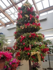 コニファーの飾り付け