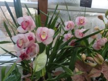 シンビジュームの花