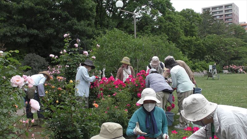 バラの花がらつみ体験
