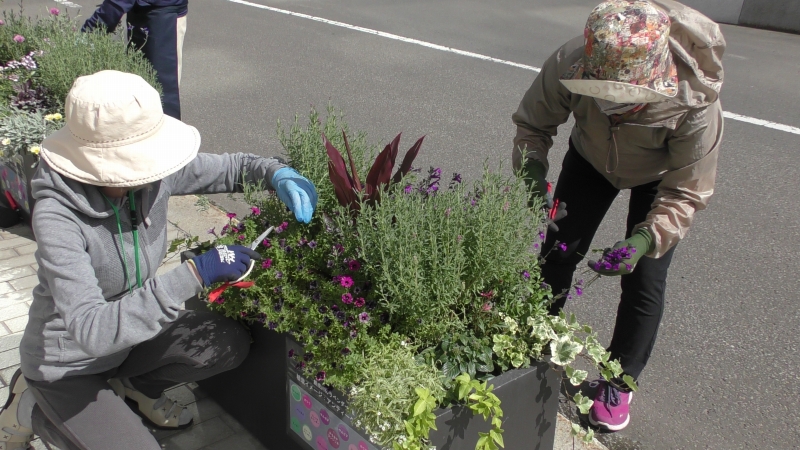 コンテナの花苗切り戻し作業