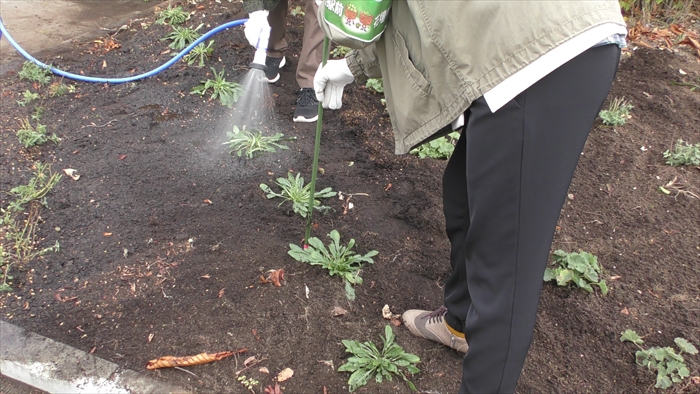 棒を使って水やりをしている