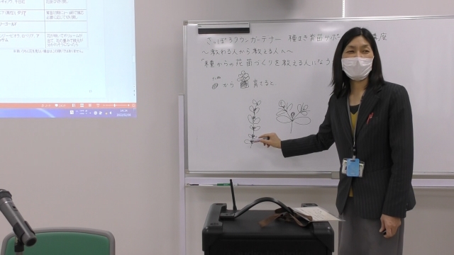 ペチュニアの摘心について解説するようす