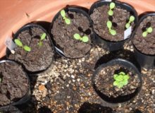 ジニアの芽が出た様子