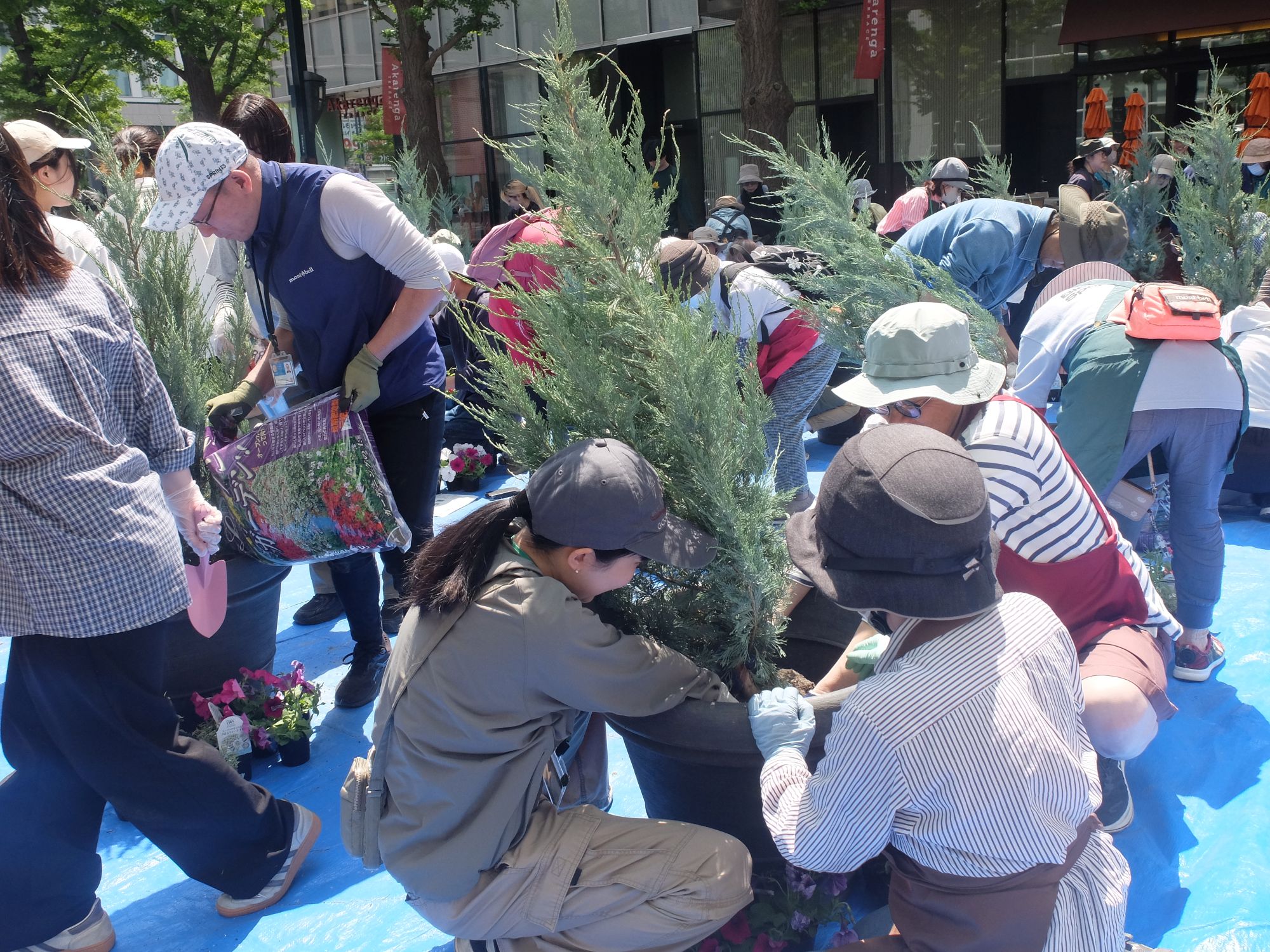 大きいプランタへコニファーを植えているようす