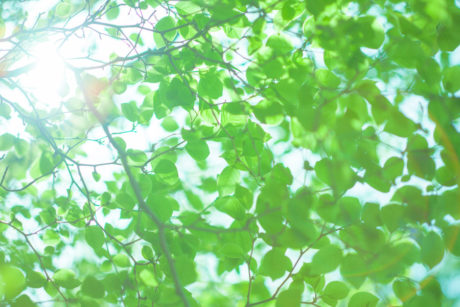 木漏れ日のイメージ