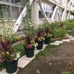 小学校での寄植え展示