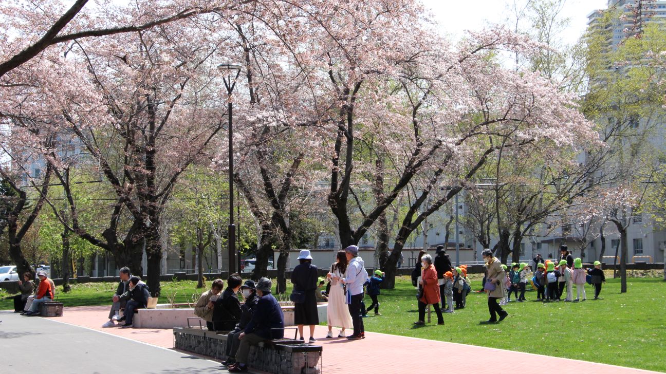 農試公園の桜の様子