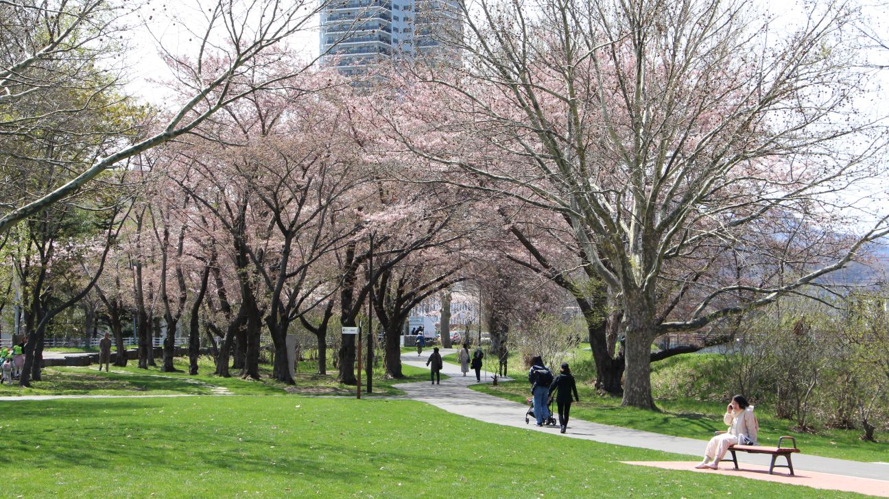 農試公園の桜の様子