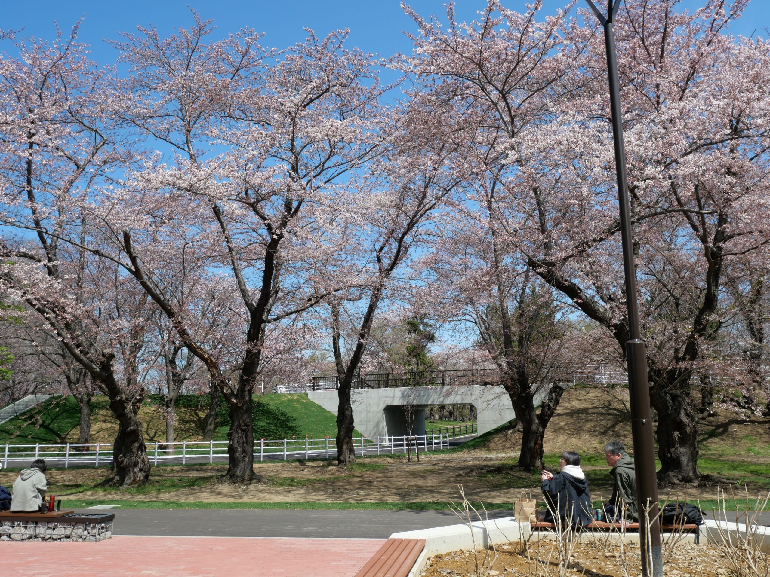 農試公園の桜の様子